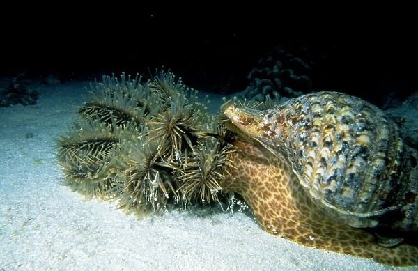 Triton Shell - attacking crown-of-thorns Starfish