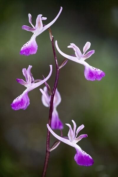 Troodos orchid (Orchis troodi), endemic to Cyprus