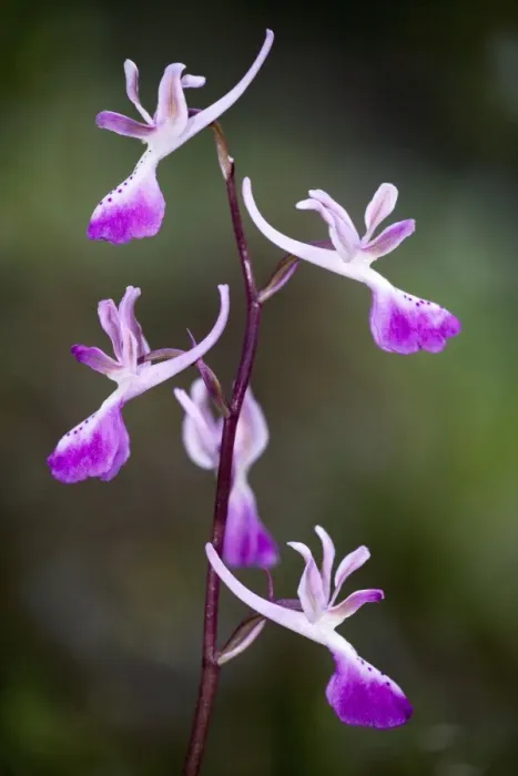Framed Print : Troodos orchid (Orchis troodi), endemic to Cyprus Framed Print : Troodos orchid (Orchis troodi), endemic to Cyprus