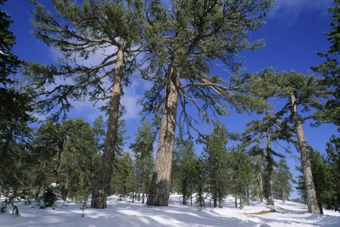 Framed Print : Troodos Pines - Forest in winter snow on the upper slopes of the Troodos Mountains, Cyprus Framed Print : Troodos Pines - Forest in winter snow on the upper slopes of the Troodos Mountains, Cyprus