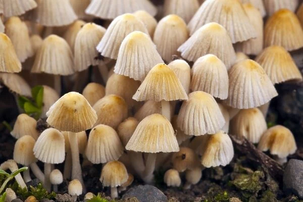 Trooping Crumblecap Fungus - Wales - UK