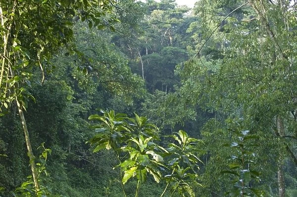 Tropical forest habitat of chimpanzees (Pan troglodytes) - Tropical forest - Western Uganda