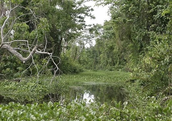 Tropical Forest along river. Maracaibo, Venezuela