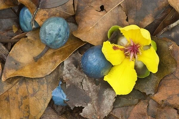 tropical fruit and flower mix - fruits of the Blue Quandong and a fallen flower of the Red Beech - Daintree National Park, Wet Tropics World Heritage Area, Queensland, Australia