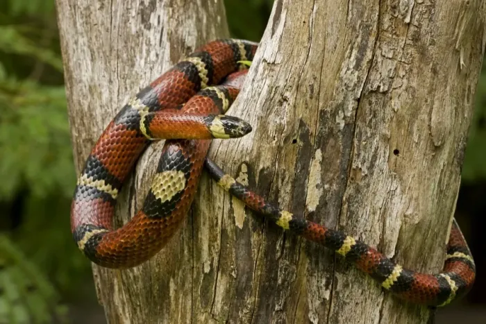 Framed Print : Tropical Milk Snake / Milksnake - Costa Rica Framed Print : Tropical Milk Snake / Milksnake - Costa Rica
