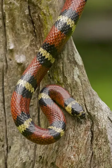 Framed Print : Tropical Milk Snake / Milksnake - Costa Rica Framed Print : Tropical Milk Snake / Milksnake - Costa Rica