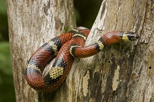 Tropical Milk Snake  /  Milksnake - Costa Rica