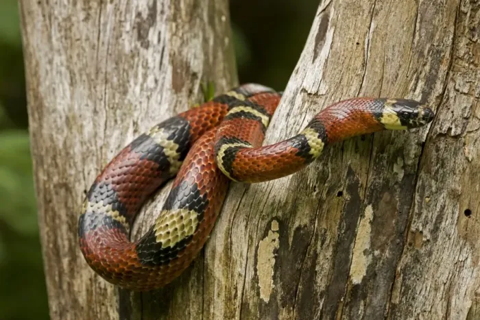Framed Print : Tropical Milk Snake / Milksnake - Costa Rica Framed Print : Tropical Milk Snake / Milksnake - Costa Rica