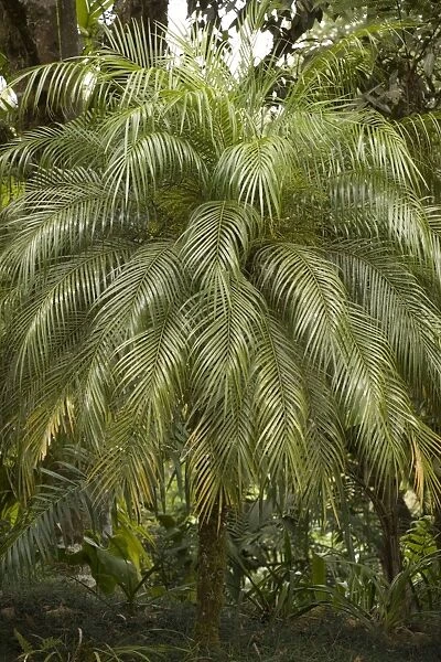 A tropical Palm Tree