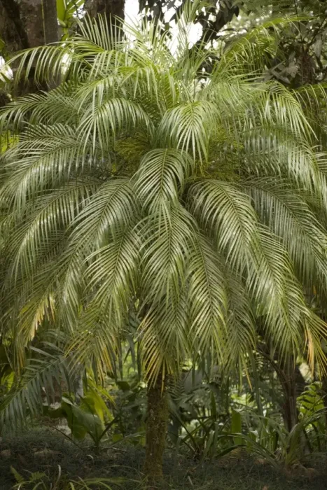 Framed Print : A tropical Palm Tree Framed Print : A tropical Palm Tree