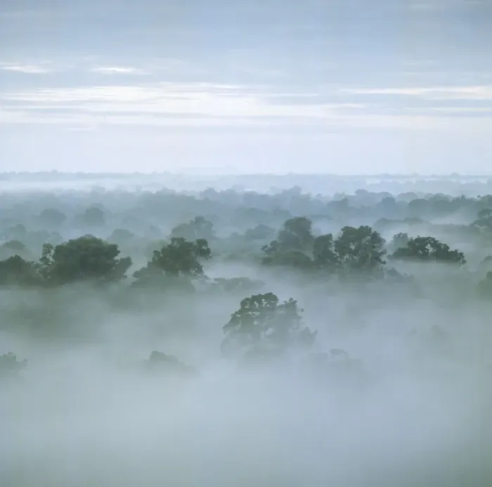 Framed Print : Tropical rain forest at dawn, Raleighvallen Voltzberg National Park, Suriname, Dutch Guiana, South America Framed Print : Tropical rain forest at dawn, Raleighvallen Voltzberg National Park, Suriname, Dutch Guiana, South America