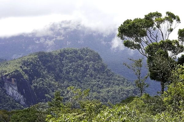 Tropical Rainforest - Bolivar State - Venezuela