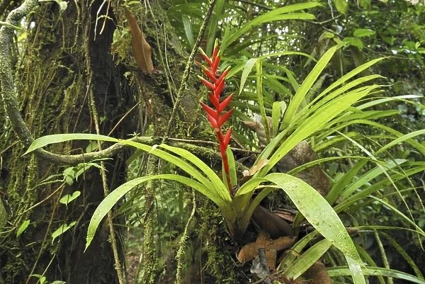 Tropical rainforest with bromeliad San Cipriano Reserve, Cauca, Colombia