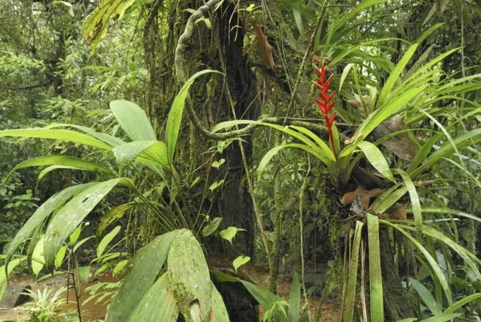 Framed Print : Tropical rainforest with bromeliad San Cipriano Reserve, Cauca, Colombia Framed Print : Tropical rainforest with bromeliad San Cipriano Reserve, Cauca, Colombia