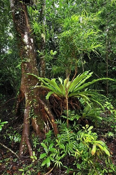 Tropical rainforest with buttress root and Birds Nest Fern