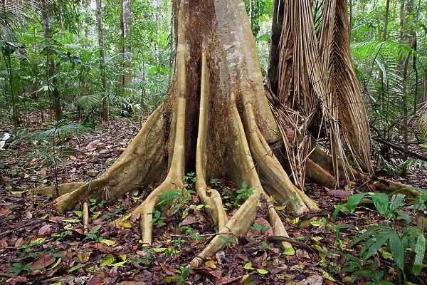 Tropical Rainforest - buttress roots on tree upstream from Puerto Maldonado, the Tambopata Nature Reserve (officially called the Tambopata-Candamo Reserve Zone)