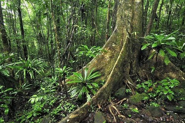 Tropical rainforest with buttress tree - Masoala National Park - Madagascar