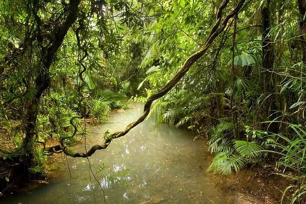 Tropical Rainforest - a calm creek meanders through lush tropical rainforest with lots of palm trees and air roots hanging from the trees - Daintree National Park, Wet Tropics World Heritage Area, Queensland, Australia