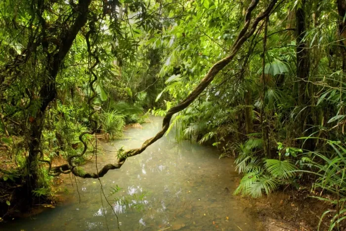 Framed Print : Tropical Rainforest - a calm creek meanders through lush tropical rainforest with lots of palm trees and air roots hanging from the trees - Daintree National Park, Wet Tropics World Heritage Area, Queensland, Australia Framed Print : Tropical Rainforest - a calm creek meanders through lush tropical rainforest with lots of palm trees and air roots hanging from the trees - Daintree National Park, Wet Tropics World Heritage Area, Queensland, Australia
