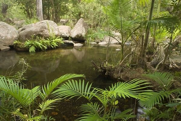 Tropical rainforest - creek and palms create an idyllic location in a lush tropical rainforest near Jourama Falls - Paluma Range National Park, Wet Tropics World Heritage Area, Queensland, Australia