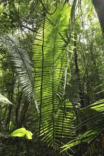 Tropical rainforest with lianas Cockscomb Basin Wildlife Sanctuary Belize