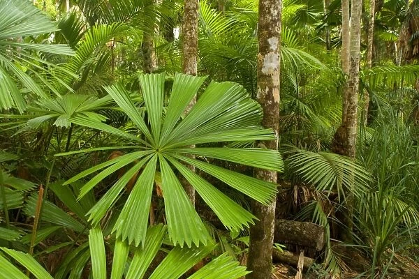 Tropical rainforest - lush tropical rainforest with lots of beautiful Licuala Fan Palms. This is prime habitat for the Southern Cassowary, because they love the fruits of this palm - Tam O'Shanter National Forest