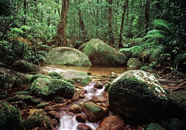 Tropical Rainforest - Queensland, Australia
