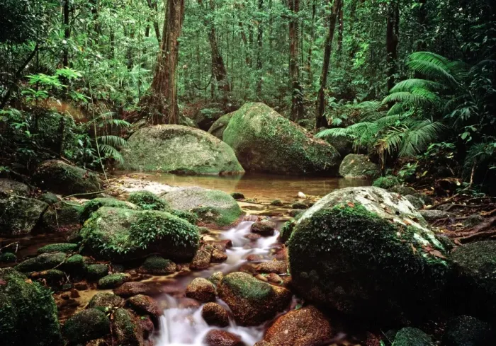 Framed Print : Tropical Rainforest - Queensland, Australia Framed Print : Tropical Rainforest - Queensland, Australia