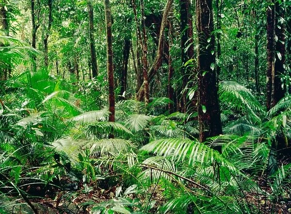 Tropical rainforest during rain Daintree National Park, Queensland, Australia JFL00162