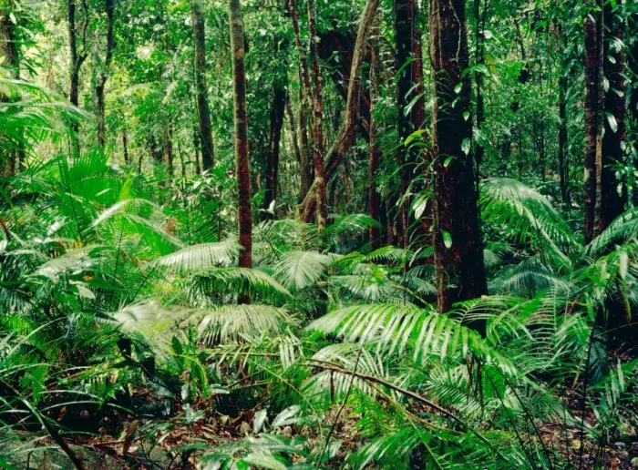 Framed Print : Tropical rainforest during rain Daintree National Park, Queensland, Australia JFL00162 Framed Print : Tropical rainforest during rain Daintree National Park, Queensland, Australia JFL00162