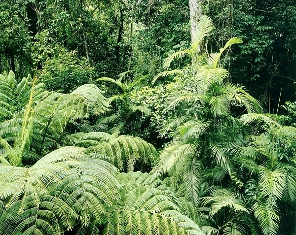 Tropical Rainforest vegetation with Lawyers Vine and King Fern - Cape Palmerston National Park, Queensland, Australia JFL00152