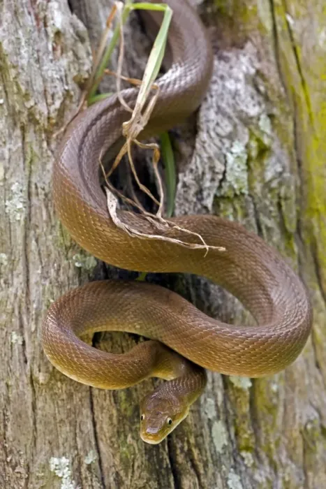 Framed Print : Tropical Rat Snake - Found from Arizona to Costa Rica- tropical dry forest - constictor - Santa Rosa National park - Costa Rica Framed Print : Tropical Rat Snake - Found from Arizona to Costa Rica- tropical dry forest - constictor - Santa Rosa National park - Costa Rica