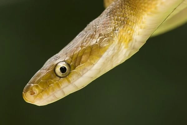 Tropical Rat Snake - constictor - Found from Arizona to Costa Rica - tropical dry forest - Santa Rosa National park - Costa Rica