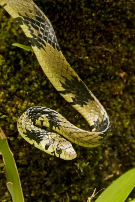 Framed Print : Tropical / Tiger Rat Snake - Costa Rica Framed Print : Tropical / Tiger Rat Snake - Costa Rica