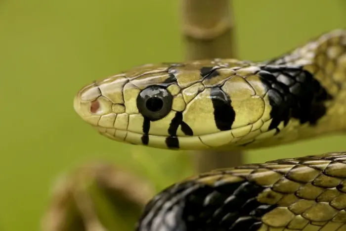 Framed Print : Tropical / Tiger Rat Snake - Costa Rica Framed Print : Tropical / Tiger Rat Snake - Costa Rica