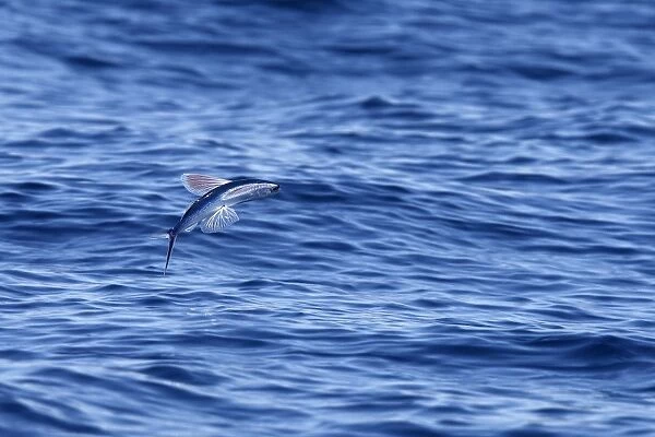 Tropical two-wing flyingfish - in the strait of Gibraltar. Spain