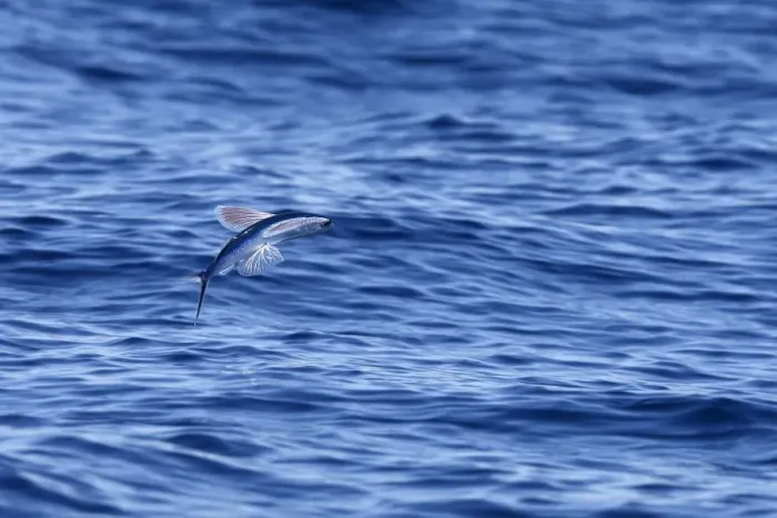 Framed Print : Tropical two-wing flyingfish - in the strait of Gibraltar. Spain Framed Print : Tropical two-wing flyingfish - in the strait of Gibraltar. Spain