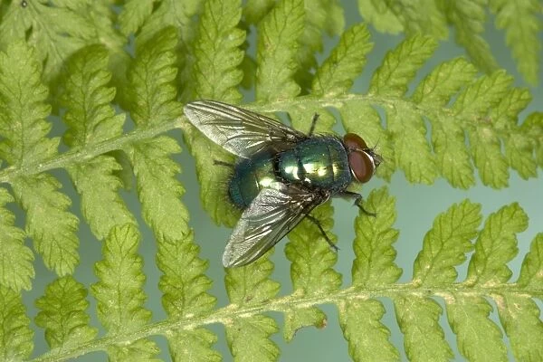 True Greenbottle Fly  /  Blowfly - sunning itself on a fern frond Location: Woodland, UK Fam: Calliphoridae