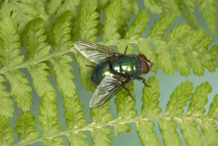 Framed Print : True Greenbottle Fly  /  Blowfly - sunning itself on a fern frond Location: Woodland, UK Fam: Calliphoridae