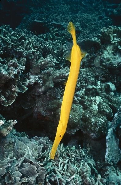 Trumpet Fish In hunting position. Great Barrier Reef Indo Pacific