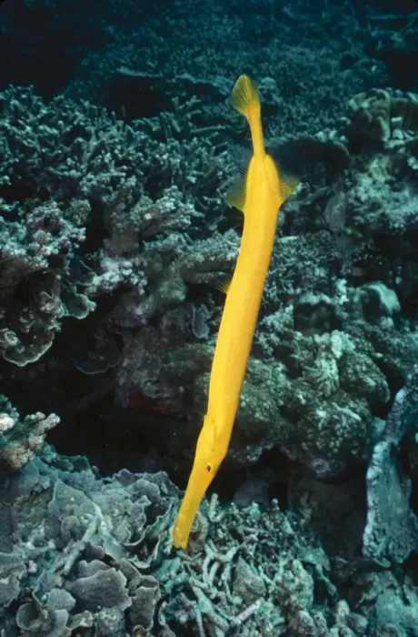 Framed Print : Trumpet Fish In hunting position. Great Barrier Reef Indo Pacific Framed Print : Trumpet Fish In hunting position. Great Barrier Reef Indo Pacific