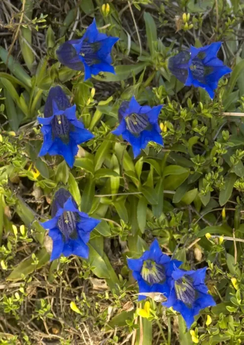 Framed Print : A trumpet gentian, on limestone Framed Print : A trumpet gentian, on limestone