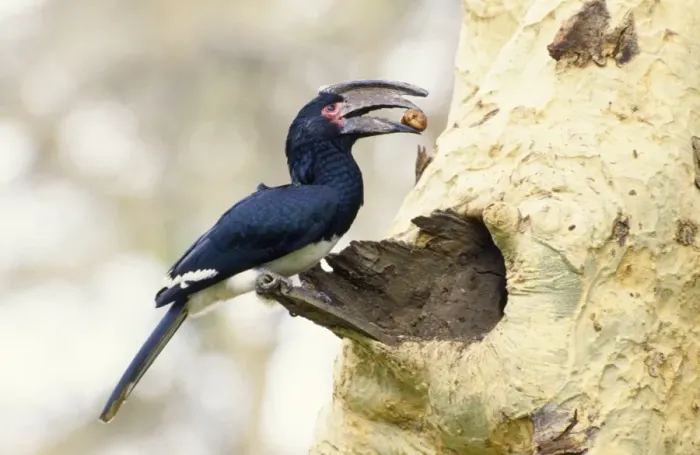 Framed Print : Trumpeter Hornbill - with food in beak