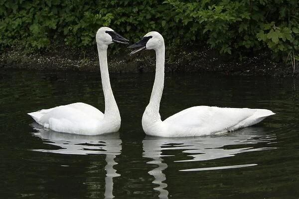 Trumpeter Swan-pair courtship displaying on lake, Washington WWT, Tyne and Wear UK