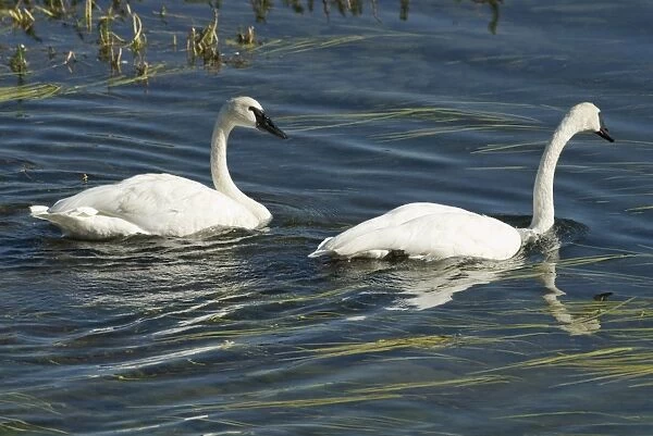 Trumpeter swans Pair swimming Hayden Valley, Yellowstone NP USA