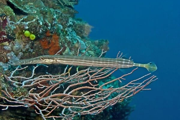Trumpetfish, Aulostomus chinensis - A master of camouflage this trumpet fish is hiding in a gorgonian coral waiting for an unwary fish or shrimp to come close. Banda Indonesia