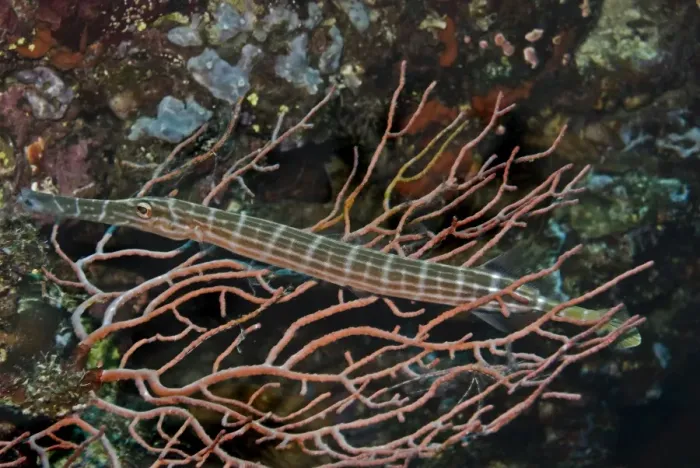Framed Print : Trumpetfish - This fish is hiding in the coral waiting for a smaller fish to swim by. It will then dart forward at great speed and suck the prey item in - Papua New Guinea Framed Print : Trumpetfish - This fish is hiding in the coral waiting for a smaller fish to swim by. It will then dart forward at great speed and suck the prey item in - Papua New Guinea