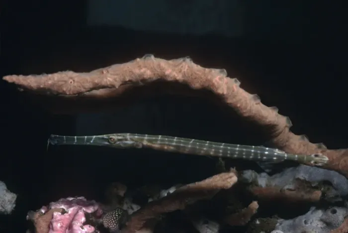 Framed Print : Trumpetfish - hovers next to a sponge covered coral waiting for it's prey. Note the hunting colouration. Indonesia Framed Print : Trumpetfish - hovers next to a sponge covered coral waiting for it's prey. Note the hunting colouration. Indonesia