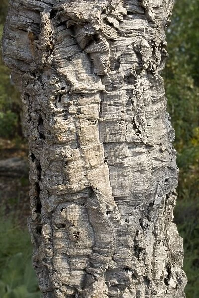 Trunk of cork oak - Eden Project Bodelva St Austell Cornwall UK