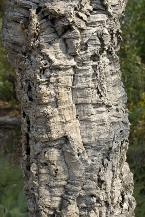 Framed Print : Trunk of cork oak - Eden Project Bodelva St Austell Cornwall UK Framed Print : Trunk of cork oak - Eden Project Bodelva St Austell Cornwall UK